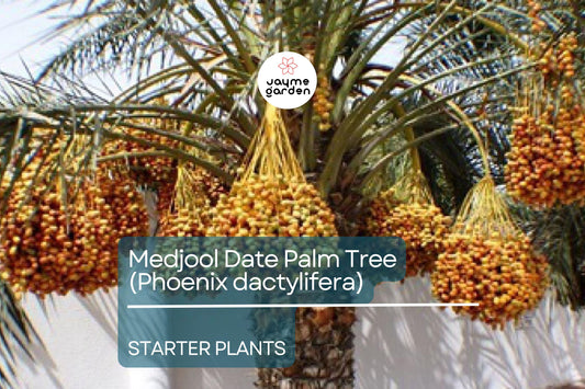 Medjool Date Palm Tree - 7" Potted, 5+ Years Old, Phoenix Dactylifera, 1 Live Starter Plant, 38"+ Tall - Edible & Ornamental