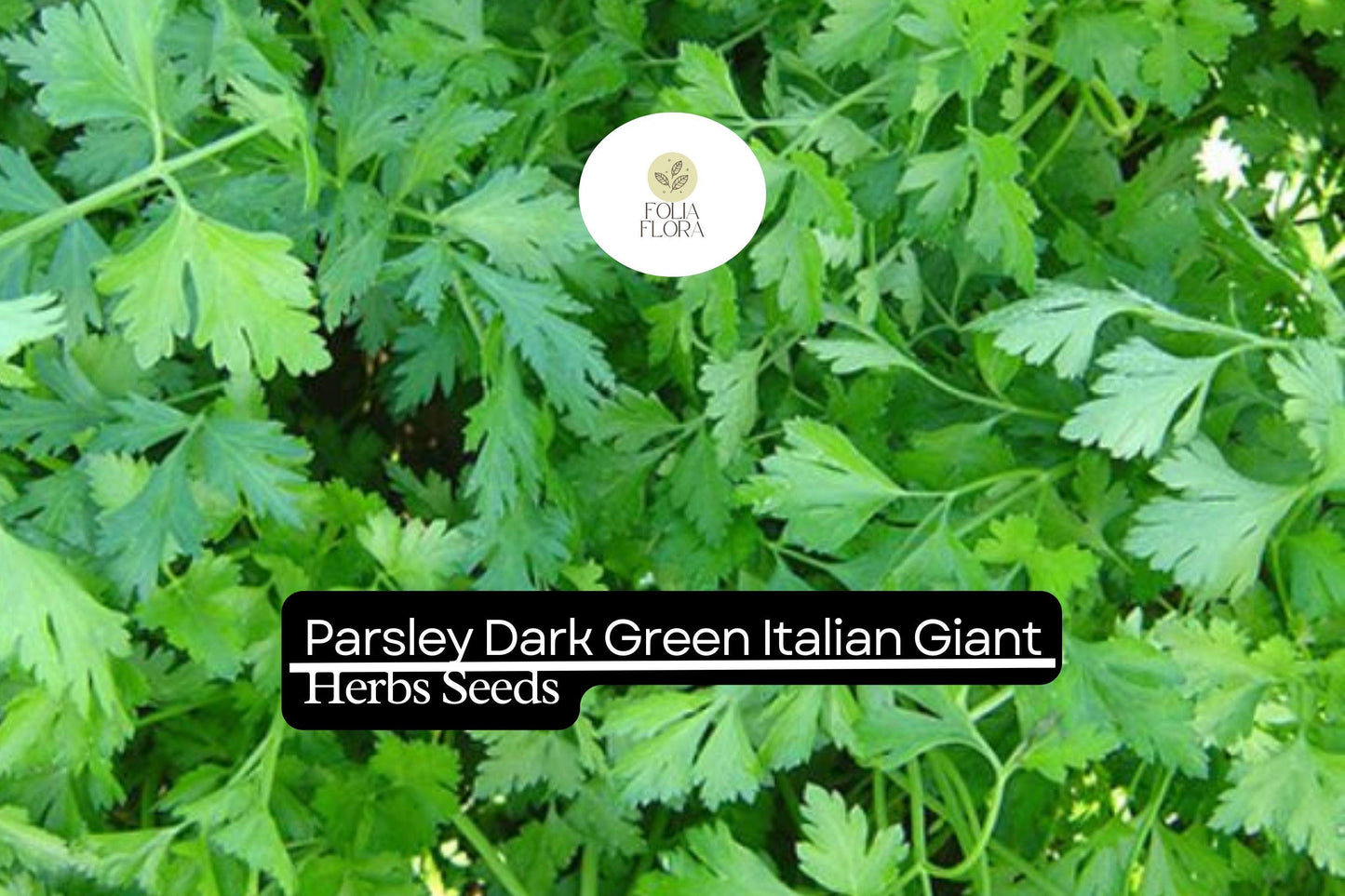 1000 Seeds Parsley Dark Green Italian Giant | Petroselinum crispum | Heirloom, Non-GMO Herb | Robust & Flavorful