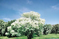 Snowball Bush 1 Live Plant 2ft Tall (Viburnum opulus 'Roseum') White Flowering Shrub