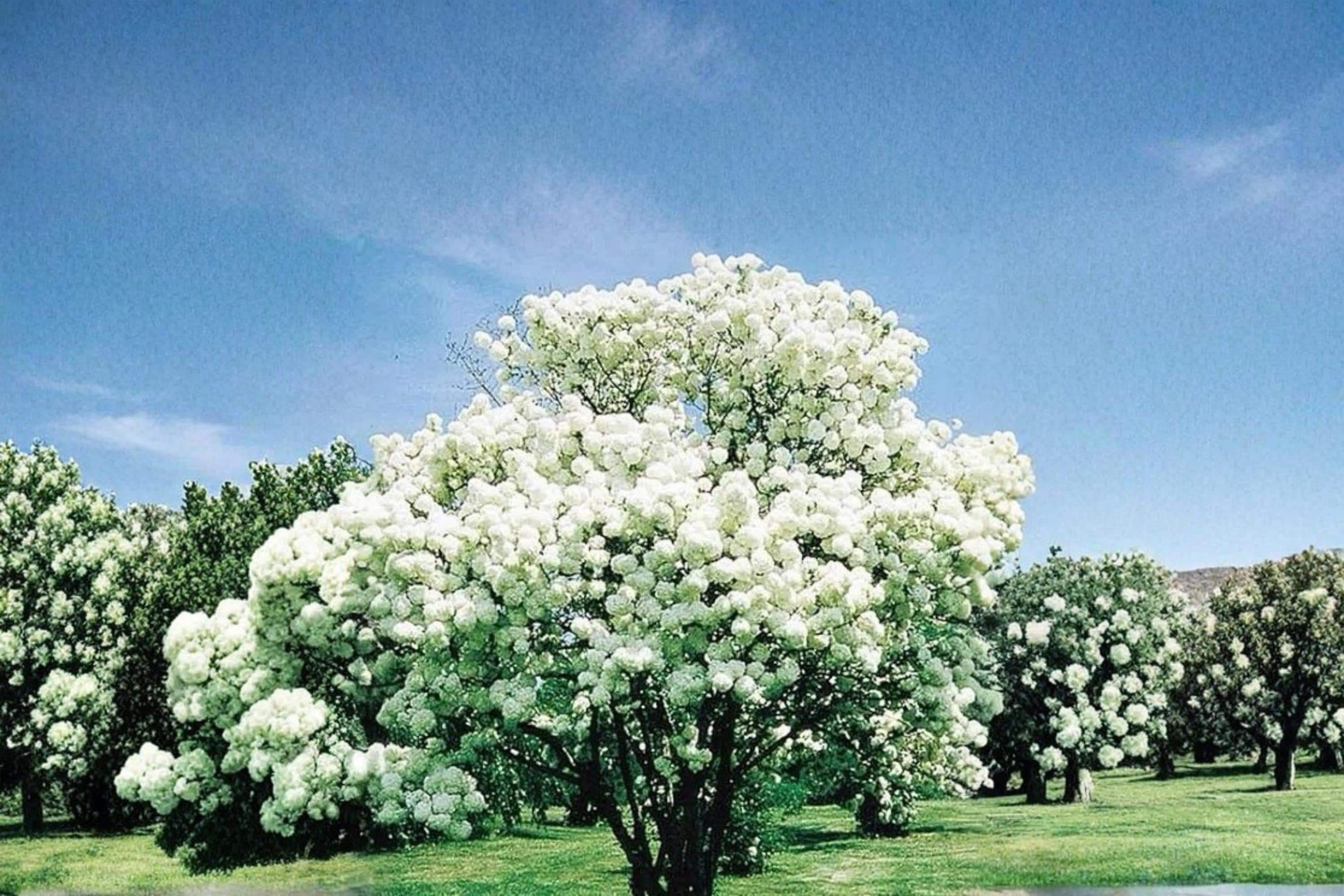 Snowball Bush 1 Live Plant 2ft Tall (Viburnum opulus 'Roseum') White Flowering Shrub