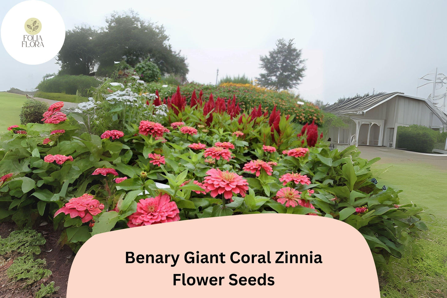 100+ Benary Giant Coral Zinnia Seeds – Large Double Blooms for Cutting Gardens & Summer Borders