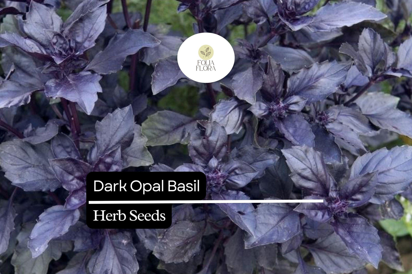 1000 Seeds Dark Opal Basil (Ocimum basilicum) – Aromatic, Colorful Herb for Cooking & Gardens