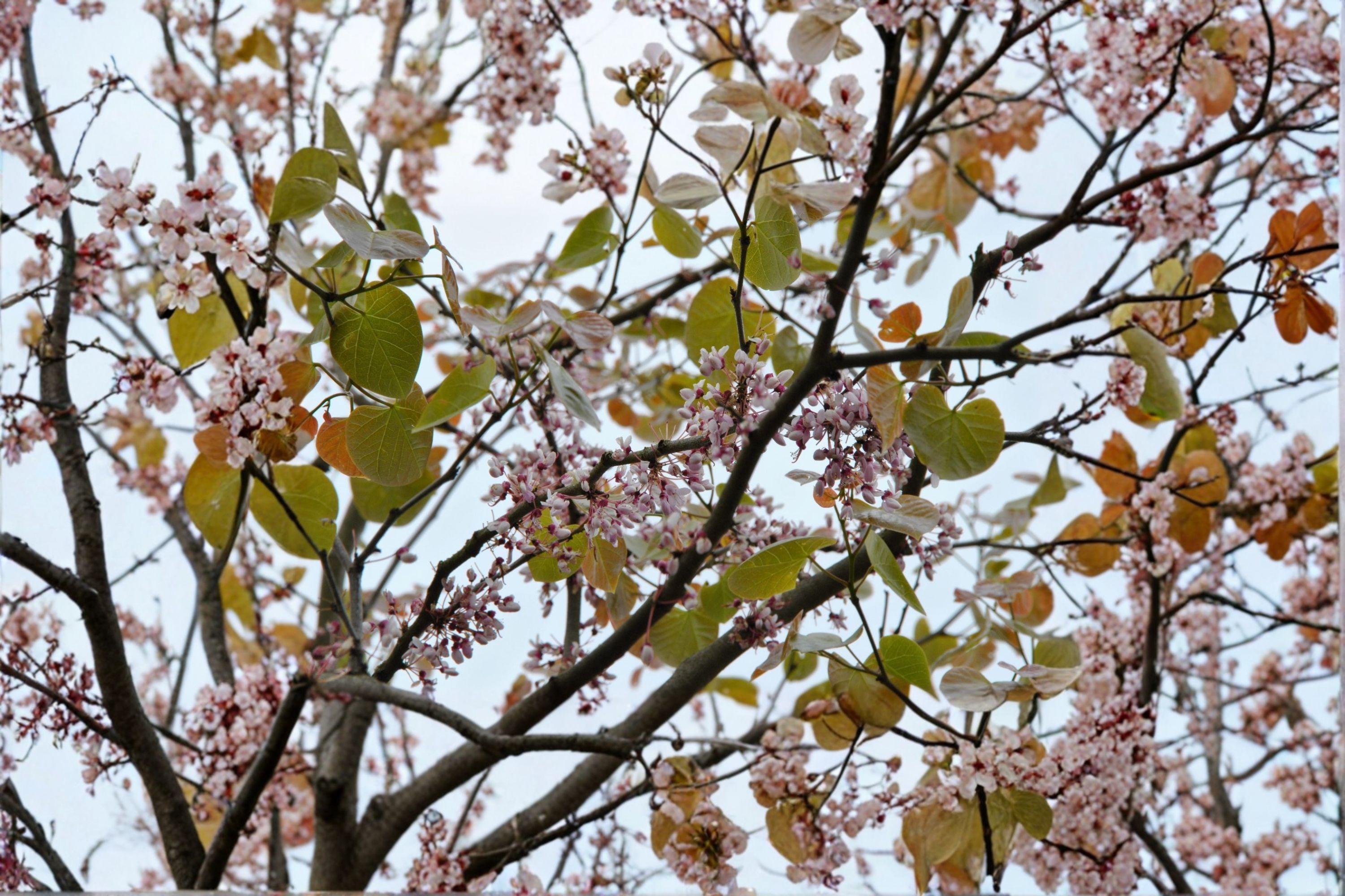 Giant Redbud – Cercis gigantea 10 Seeds | Rare Redbud Species | Large Heart-Shaped Leaves | Ornamental Flowering Tree