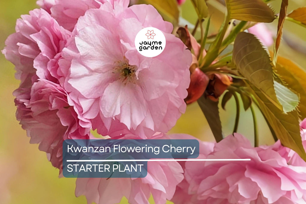 Kwanzan Flowering Cherry Tree – 1-2 Ft Live Bare Root | Pink Blooms | Fast Growing | Ready to Plant | Perfect for Home Gardens
