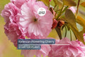 Kwanzan Flowering Cherry Tree – 1-2 Ft Live Bare Root | Pink Blooms | Fast Growing | Ready to Plant | Perfect for Home Gardens