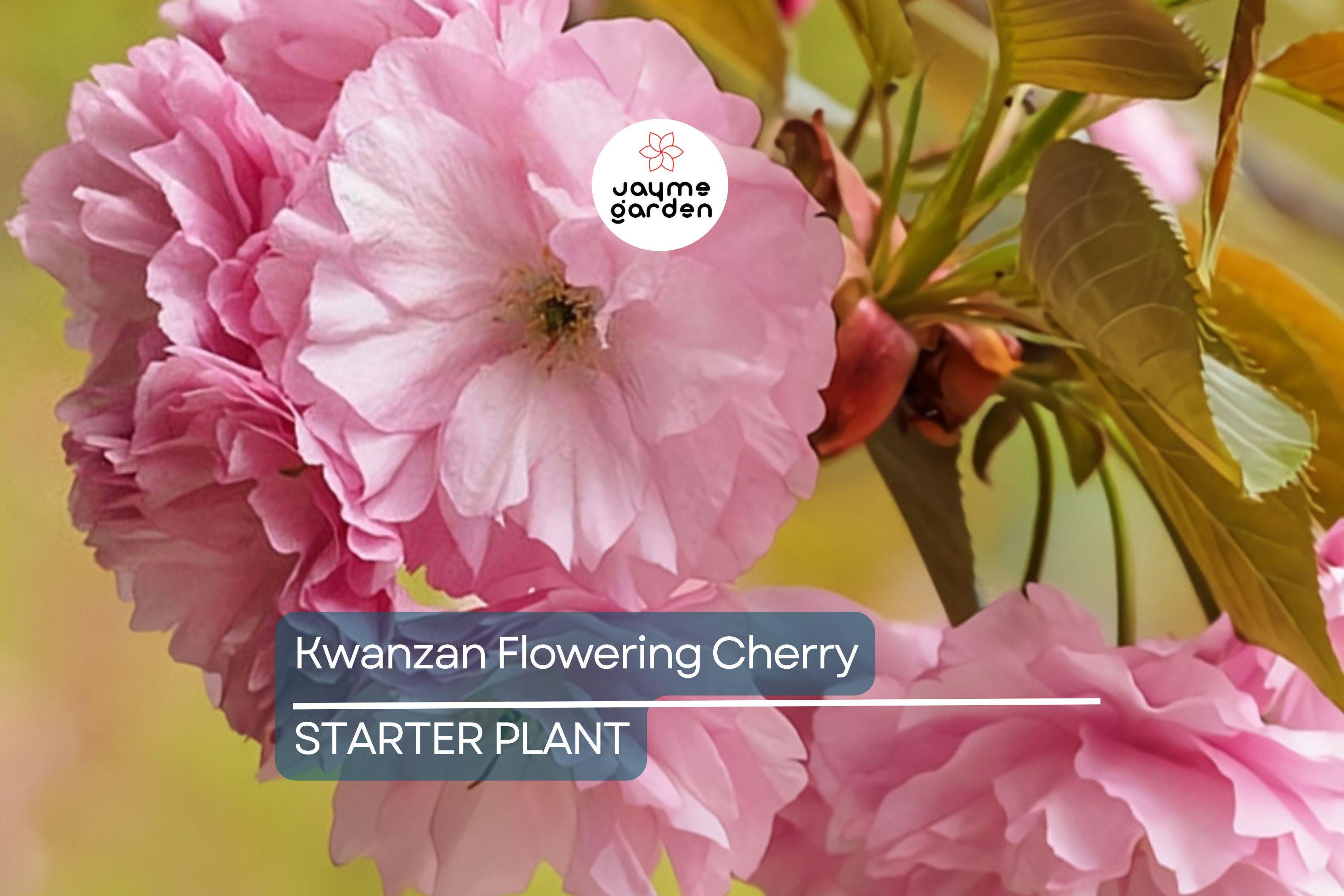 Kwanzan Flowering Cherry Tree – 1-2 Ft Live Bare Root | Pink Blooms | Fast Growing | Ready to Plant | Perfect for Home Gardens