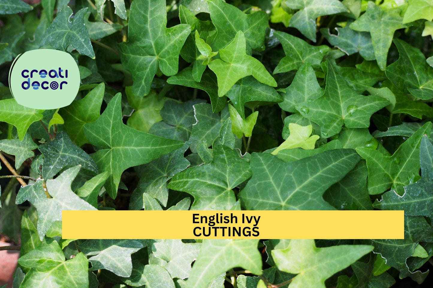 15 English Ivy Cuttings | Cold Hardy Evergreen Vine | South Carolina Grown | Hardy Perennial Ground Cover | Easy to Root