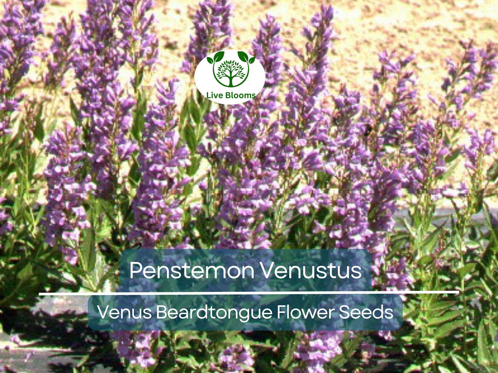 100 mg Seeds Penstemon Venustus (Venus Beardtongue) for Planting | Drought-Tolerant Native Wildflower for Pollinator-Friendly Gardens