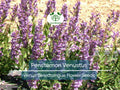 100 mg Seeds Penstemon Venustus (Venus Beardtongue) for Planting | Drought-Tolerant Native Wildflower for Pollinator-Friendly Gardens