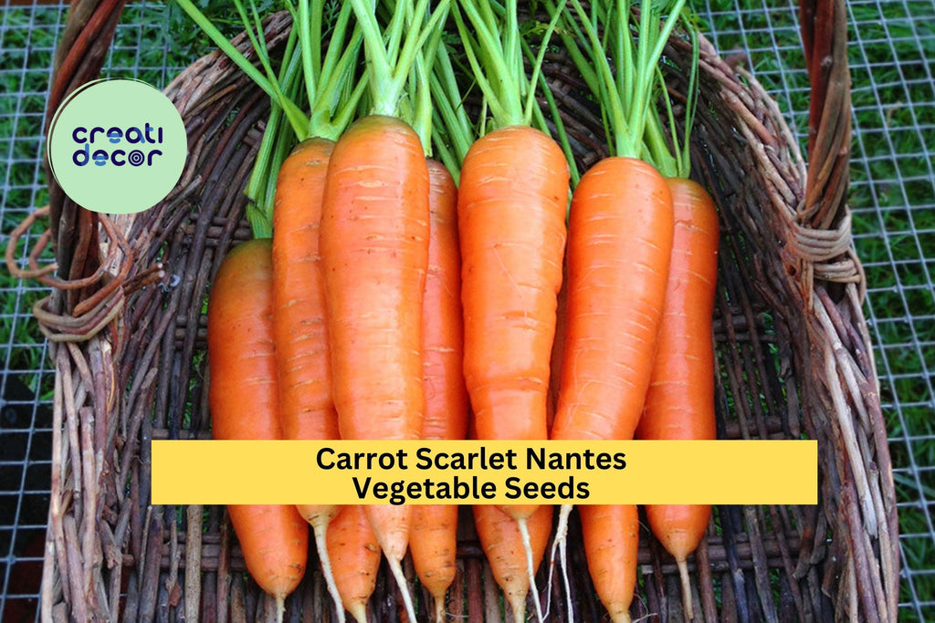 3pcs x 1g Scarlet Nantes Carrot Seeds – Sweet, Crisp Heirloom Root Vegetable for Garden Beds or Container Growing Seeds for Planting