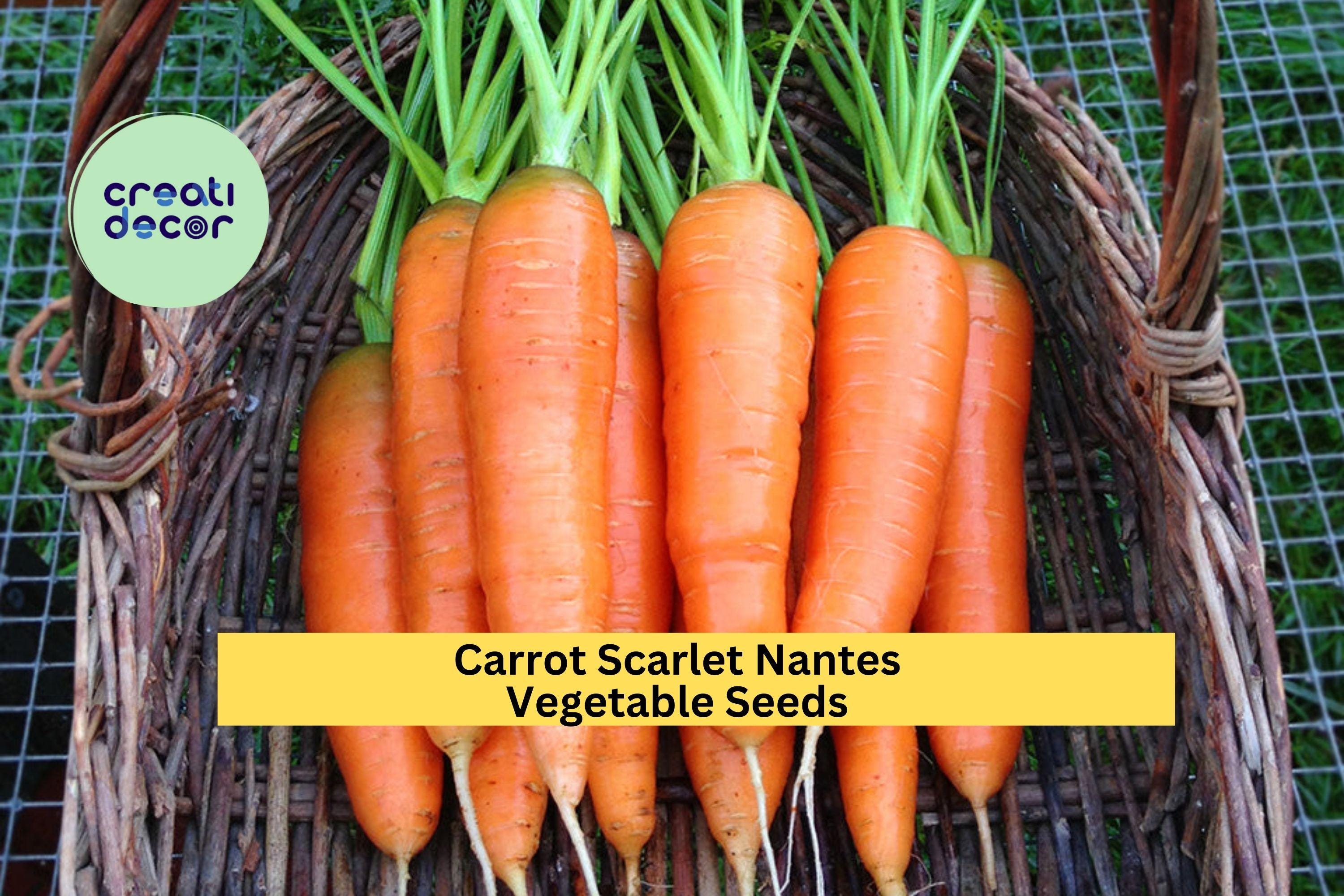 3pcs x 1g Scarlet Nantes Carrot Seeds – Sweet, Crisp Heirloom Root Vegetable for Garden Beds or Container Growing Seeds for Planting