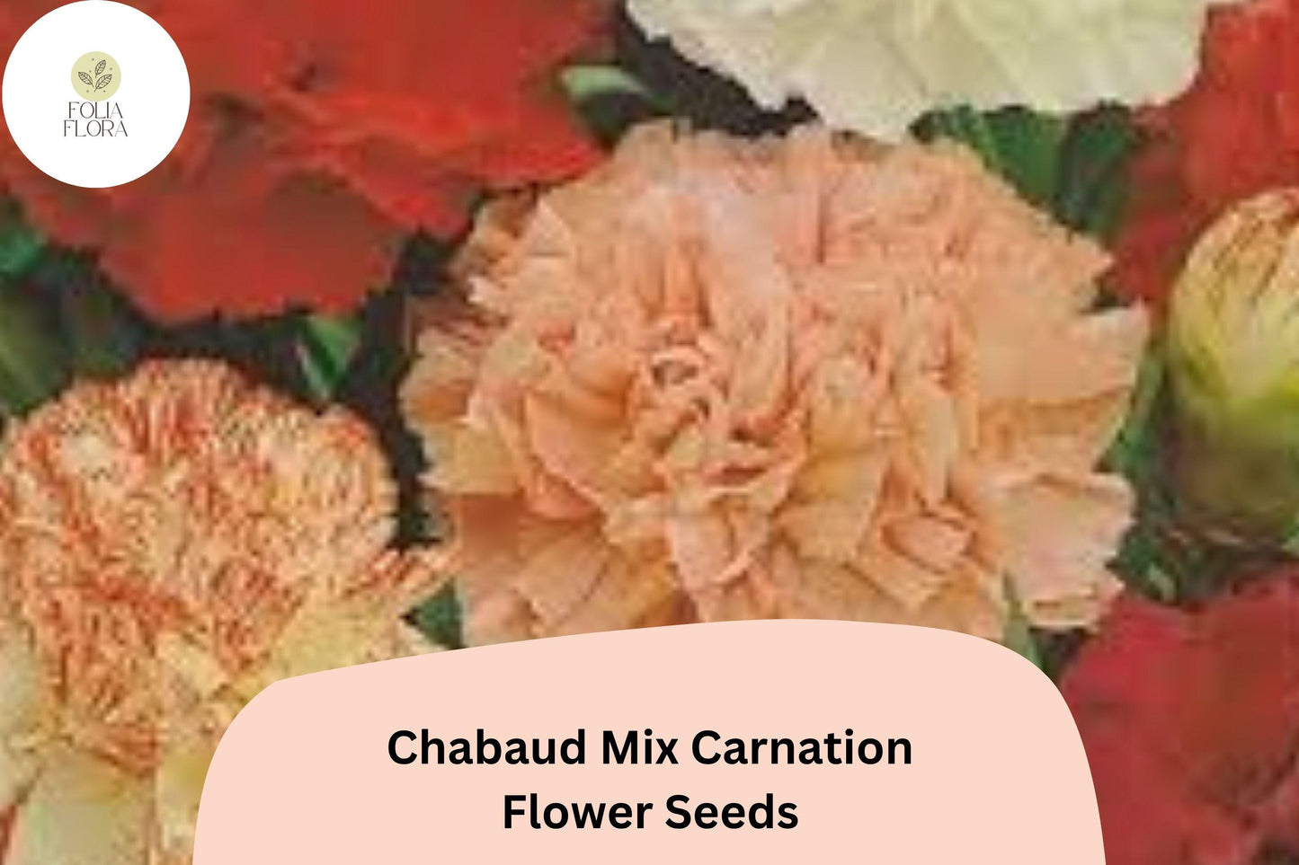 200+ Chabaud Mix Carnation Seeds | Dianthus caryophyllus | Colorful Fragrant Blooms for Garden & Bouquets