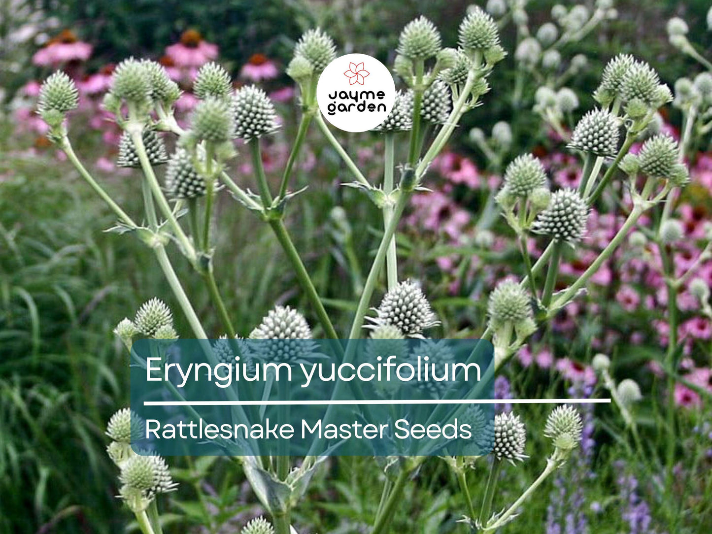 250 Seeds Eryngium Yuccifolium | Rattlesnake Master Seeds for Planting | Unique Spiky Flower | Drought-Tolerant Native Perennial