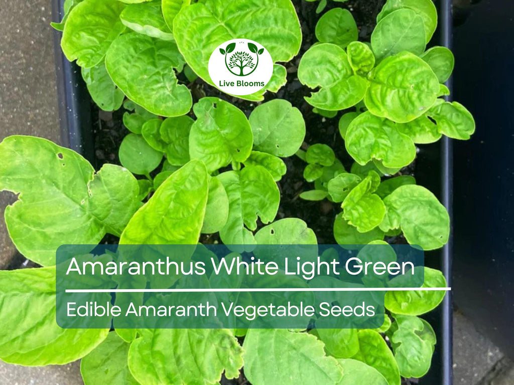 500 Edible Amaranth Seeds - Amaranthus White Light Green | Chinese spinach | Nutritious Leafy Green for Planting, Gardening & Culinary Use