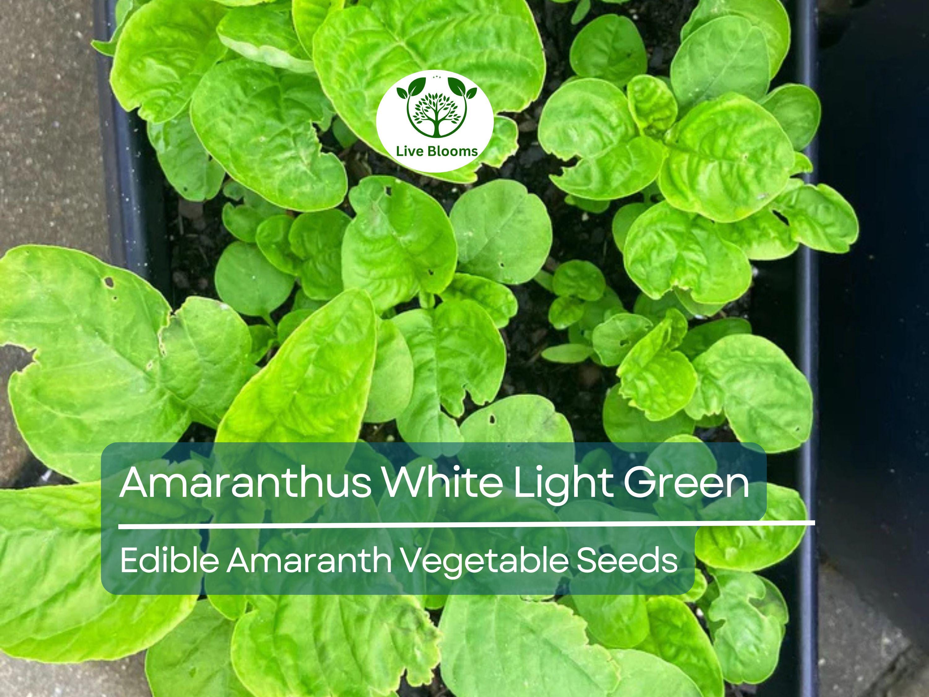 500 Edible Amaranth Seeds - Amaranthus White Light Green | Chinese spinach | Nutritious Leafy Green for Planting, Gardening & Culinary Use
