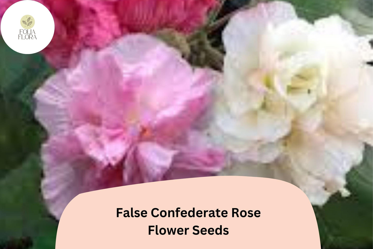 False Confederate Rose Seeds – 10 Hibiscus paramutabilis | Hardy Hibiscus Pink White Flowers