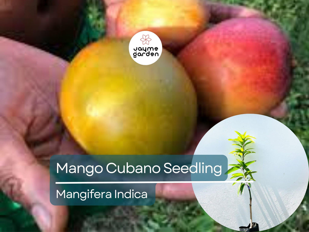 Grafted Cubano Mango Starter Plant Seedling -  Grown in Puerto Rico - Live Tropical Fruit Tree 3′-4′ Tall - Sweet, Juicy Cuban Mangoes