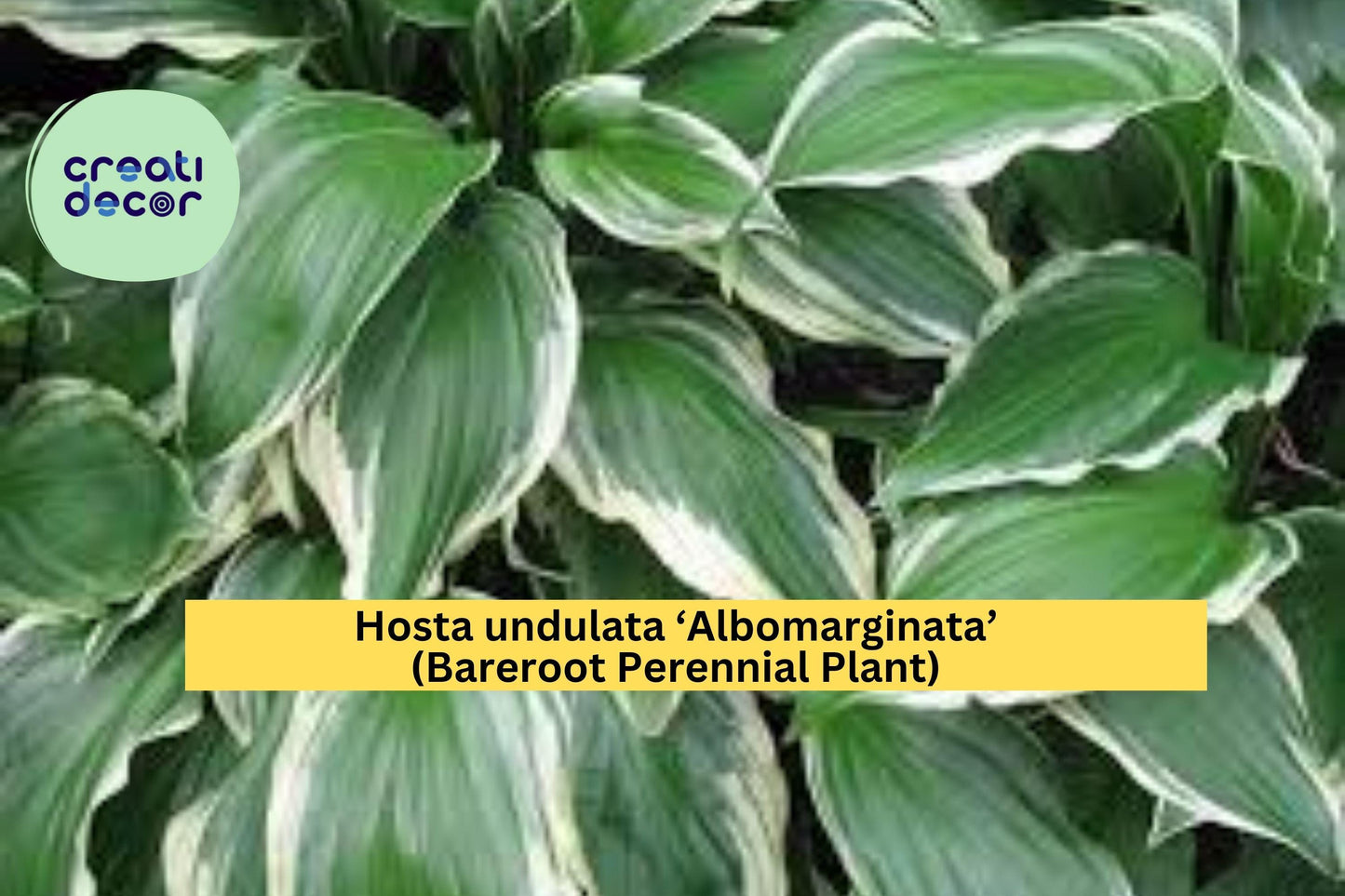 Hosta undulata ‘Albomarginata’ – Bareroot Plant – Variegated Shade Perennial with Green and White Leaves for Spring Gardens