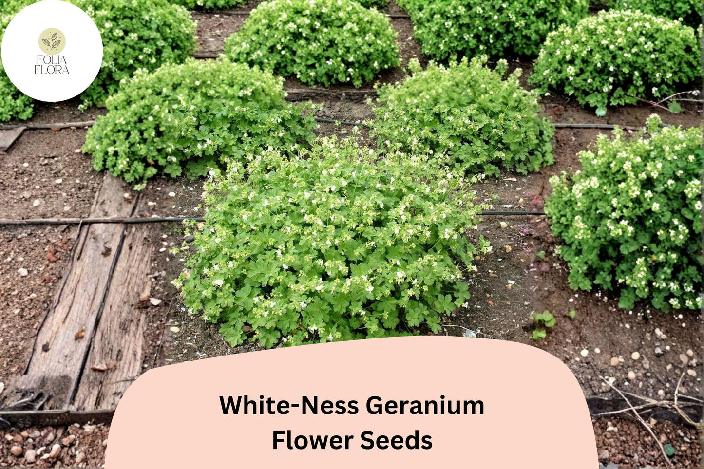 25+ White-Ness Geranium Seeds | Hardy Perennial Cranesbill | White Blooms for Garden Borders
