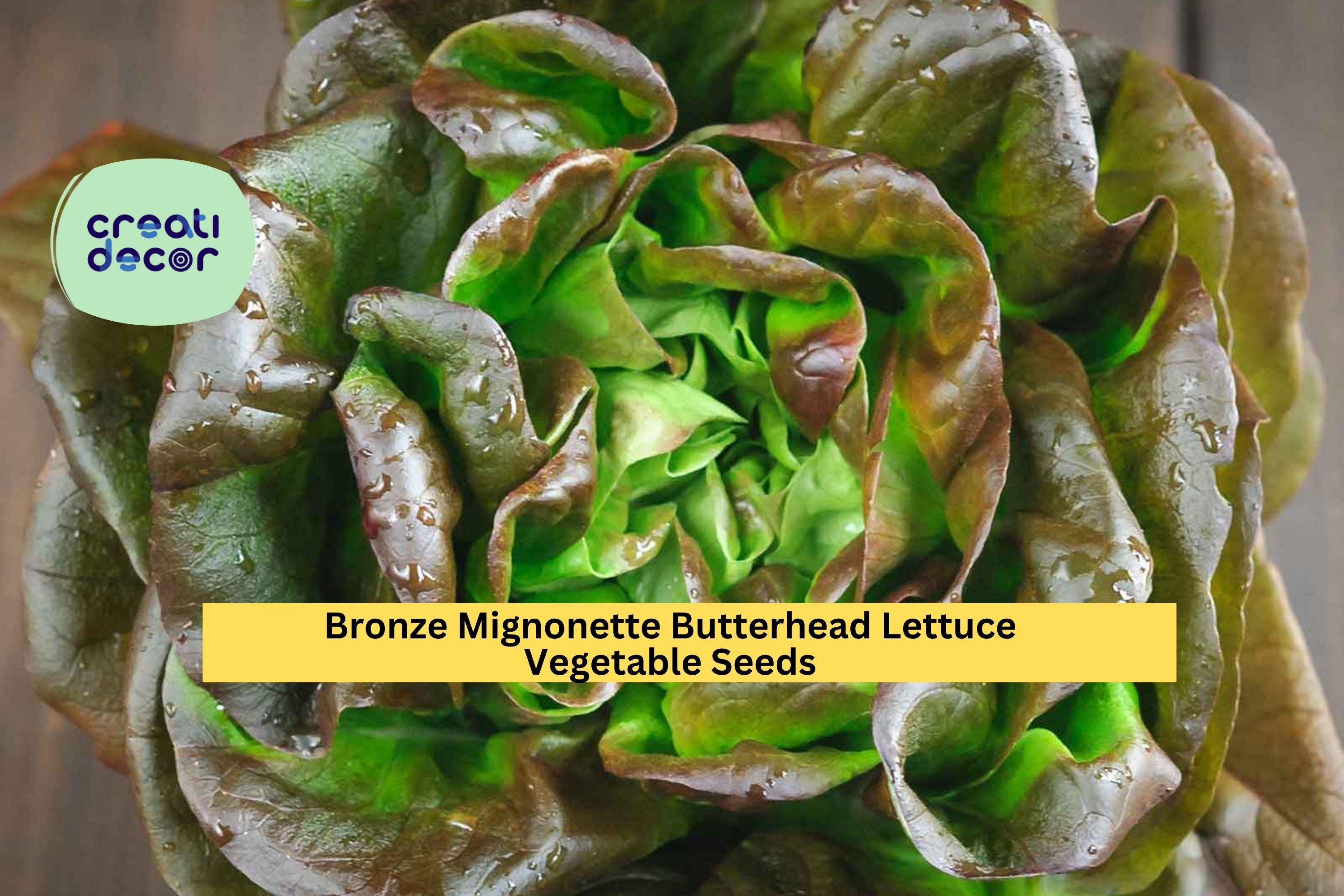 3pcs of 1g Bronze Mignonette Butterhead Lettuce Seeds – Tender Heirloom Variety for Garden or Container Growing Seeds for Planting