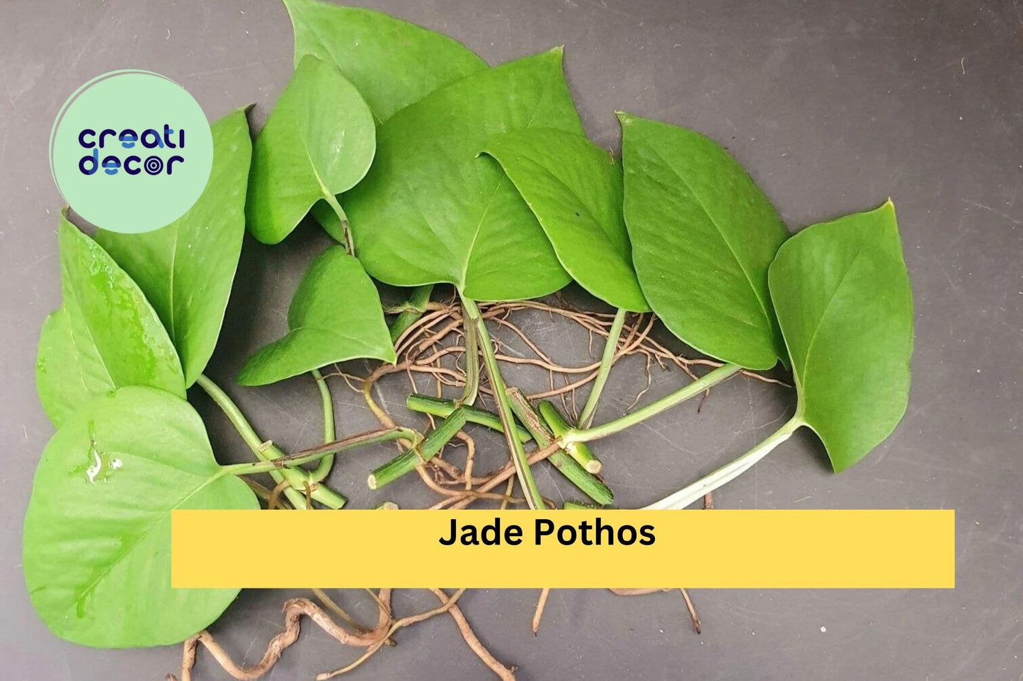 Jade Pothos Cuttings | 10 Leaf & Node Segments with Air Roots | Easy Indoor Trailing Houseplant Starter