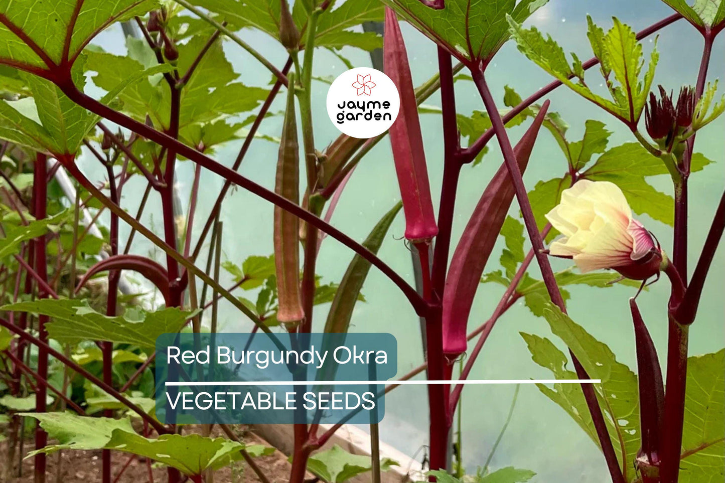 100 Red Burgundy Okra Seeds – Non-GMO Heirloom, Stunning Red Pods | USA Seller, Free Shipping