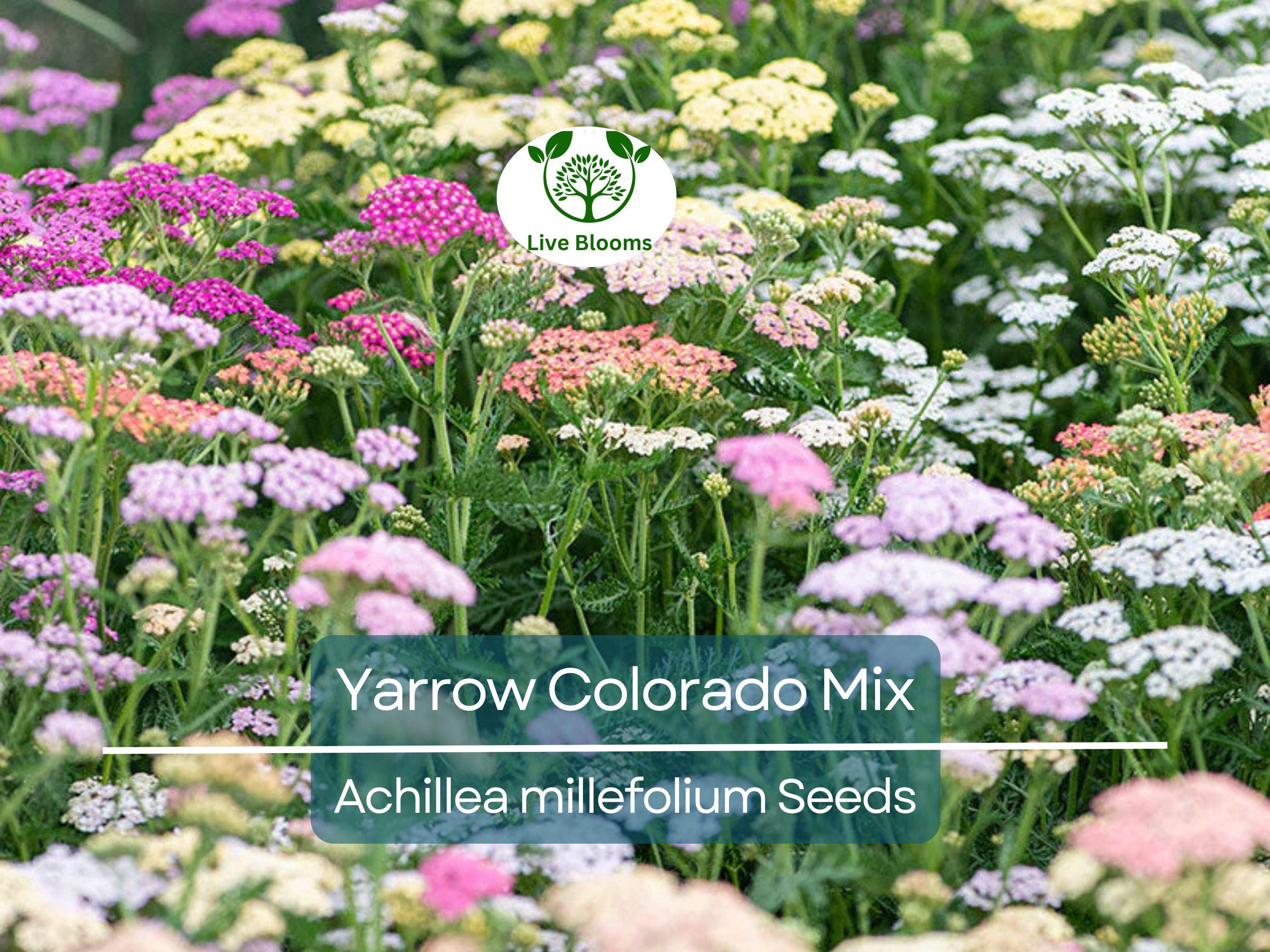 50 Seeds Yarrow Colorado Mix Perennial Wildflower Xeriscaping Non-GMO (Achillea millefolium)