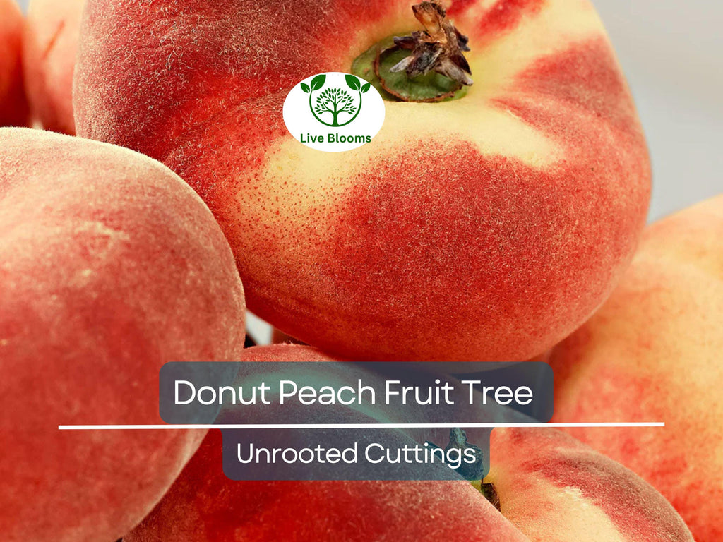 6 Donut Peach Fruit Tree Scion Cutting 6-10" Unrooted for Grafting & Rooting, Prunus persica var. platycarpa