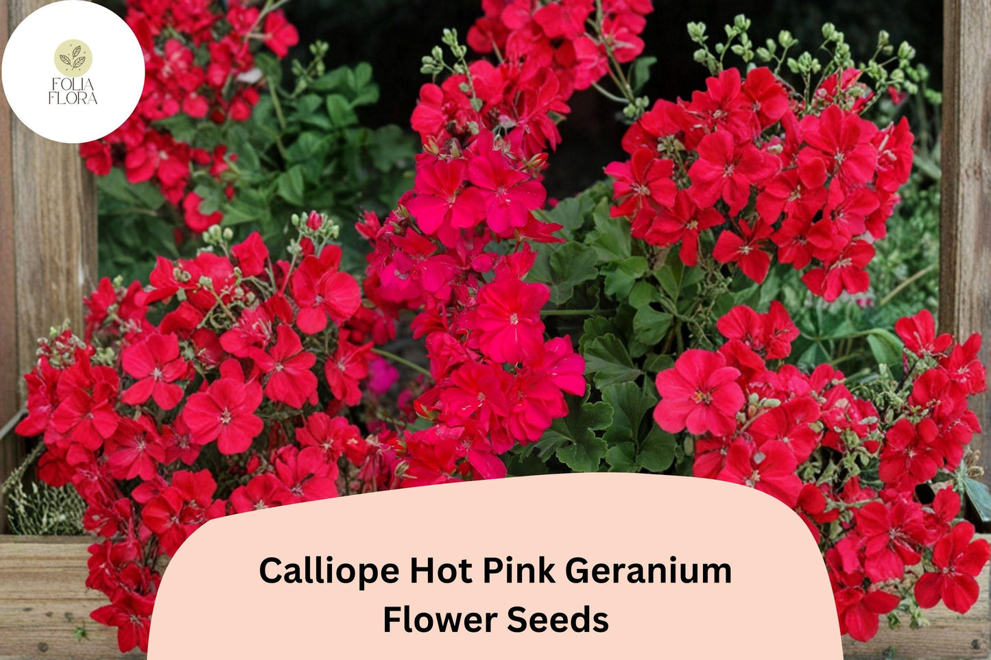 25+ Calliope Hot Pink Geranium Seeds | Vibrant Pink Hybrid Zonal Ivy Geranium | Garden & Hanging Basket Flower