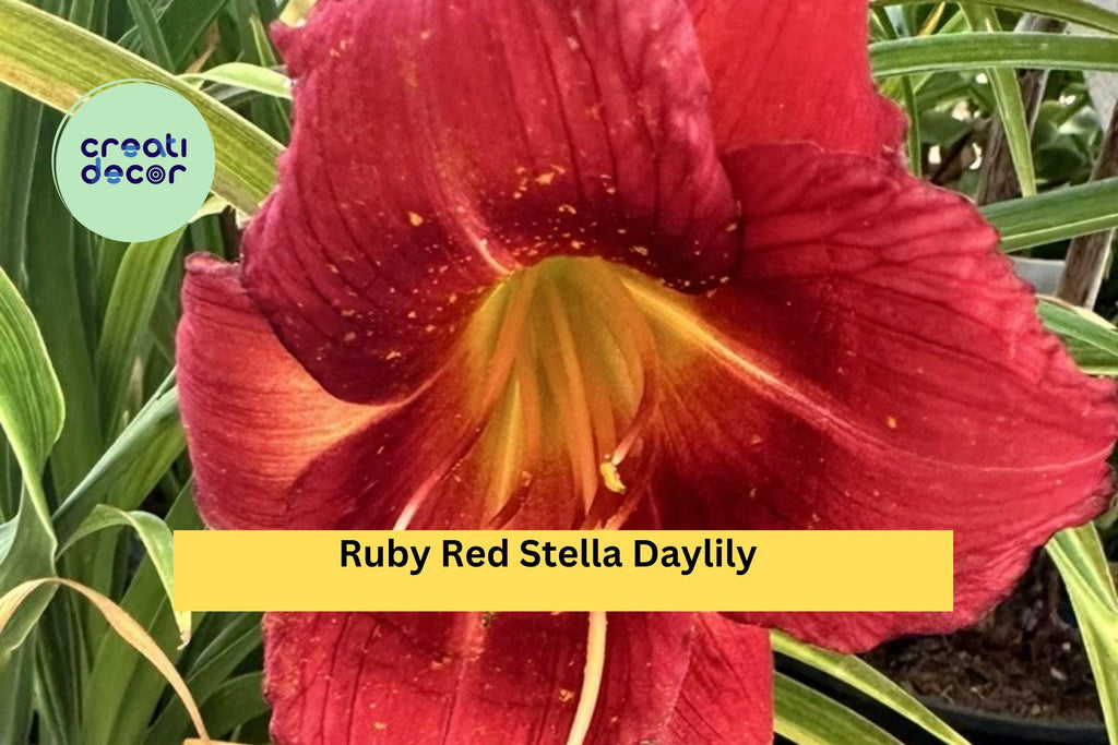Ruby Red Stella Daylily Live Bare Root Plant – Hemerocallis Perennial with Bright Ruby Blooms for Garden Borders or Pots