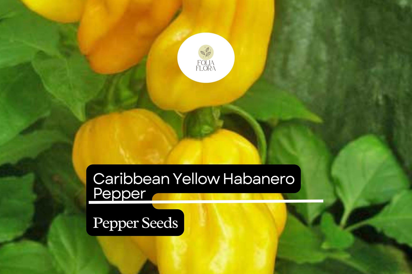 25 Caribbean Yellow Habanero Pepper Seeds – Capsicum chinense – Hot Chili, Heirloom, Non-GMO, 300,000+ Scoville