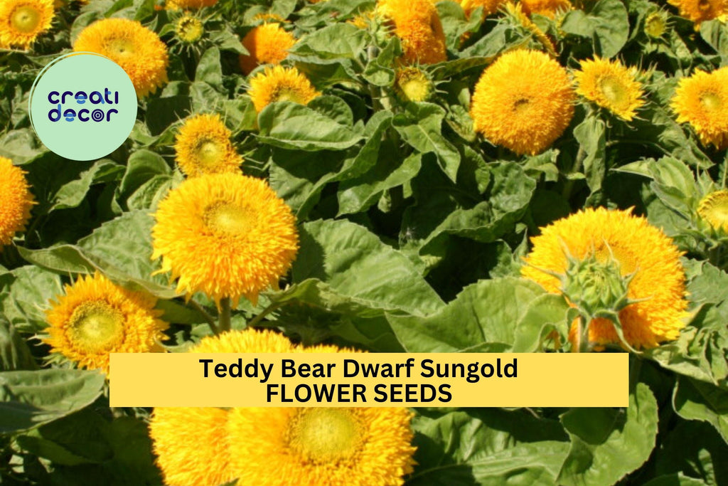 3pcs of 1g Teddy Bear Dwarf Sungold Sunflower Seeds – Compact, Fluffy Blooms for Gardens, Pots, and Pollinator Spaces Seeds for Planting