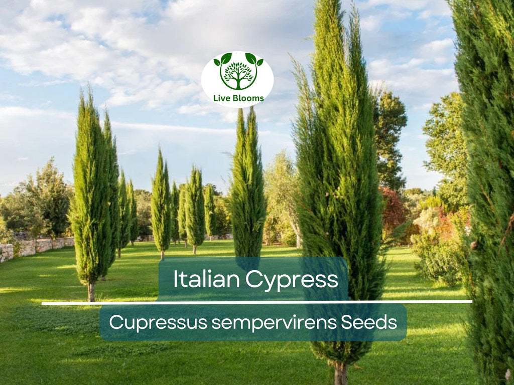50 Italian Cypress Tree Seeds (Cupressus sempervirens), Evergreen Cedar, Non-GMO, Fast-Growing, Ideal for Privacy Screens, Outdoor Trees