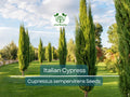 50 Italian Cypress Tree Seeds (Cupressus sempervirens), Evergreen Cedar, Non-GMO, Fast-Growing, Ideal for Privacy Screens, Outdoor Trees
