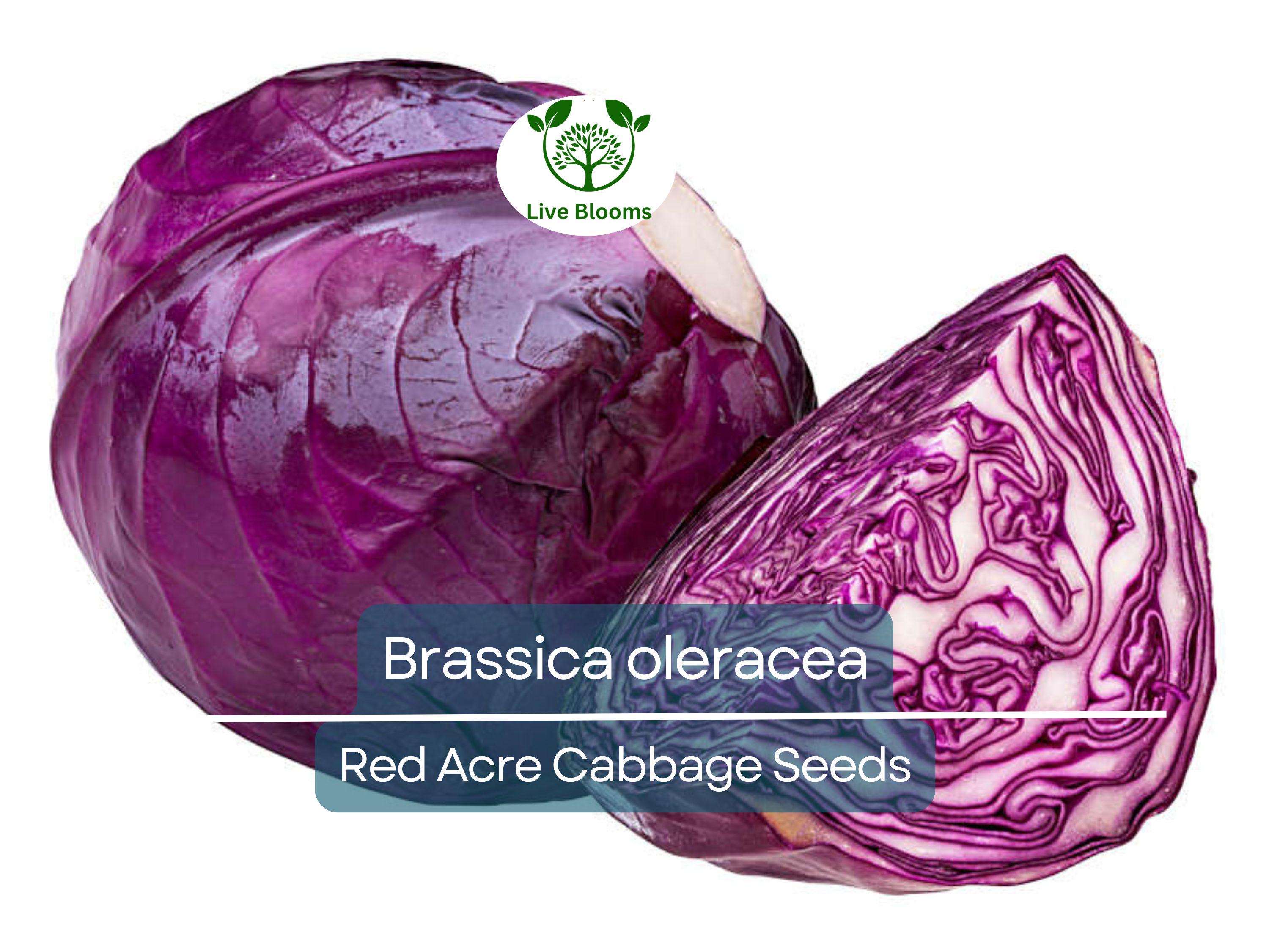 250 Seeds Red Acre Cabbage - Brassica oleracea | Heirloom Cabbage for Planting, Gardening & Nutritious Fresh Harvest