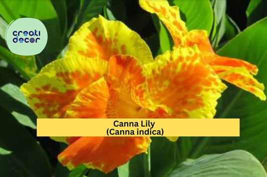 Canna Lily Indian Shot – 3 Bare Root Red Orange Rhizomes | Ornamental Flowering Bulbs