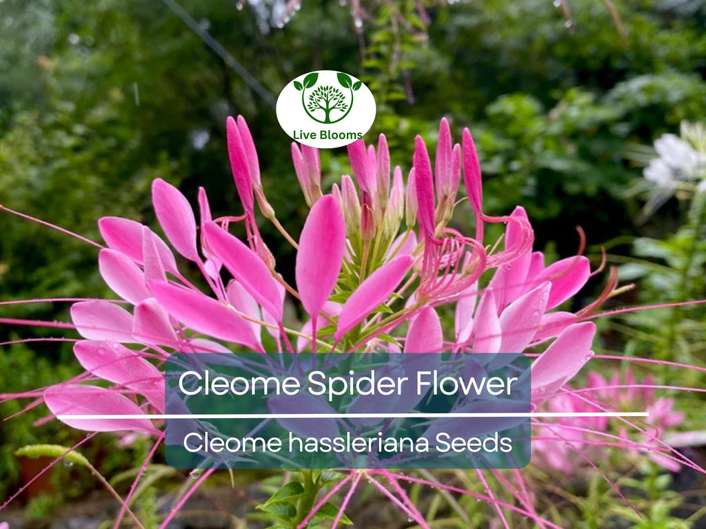 300 Cleome Spider Flower Seeds – White, Pink, Purple Wildflower | (Cleome hassleriana) Bee-Friendly Bush, Fast-Growing Garden Plant