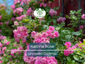 5 Peggy Martin Rose Cuttings - Katrina Rose Unrooted 7-8” | Hardy Climbing, Rose of Katrina