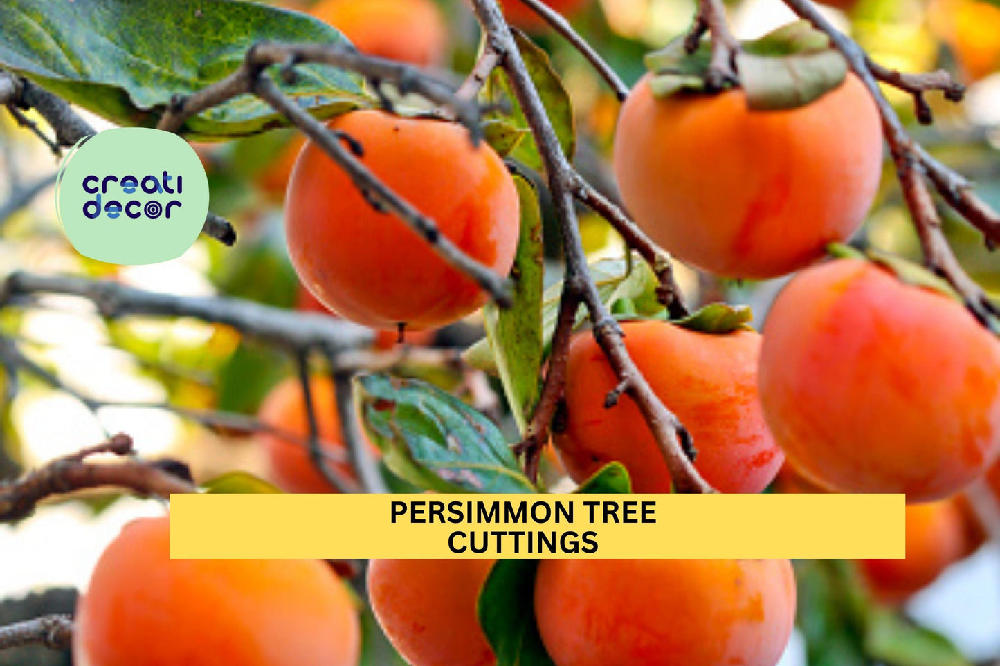 3 Persimmon Tree Cuttings – Unrooted 6–10” Hardwood Scions for Rooting or Grafting | Diospyros Variety for Orchards or Gardens