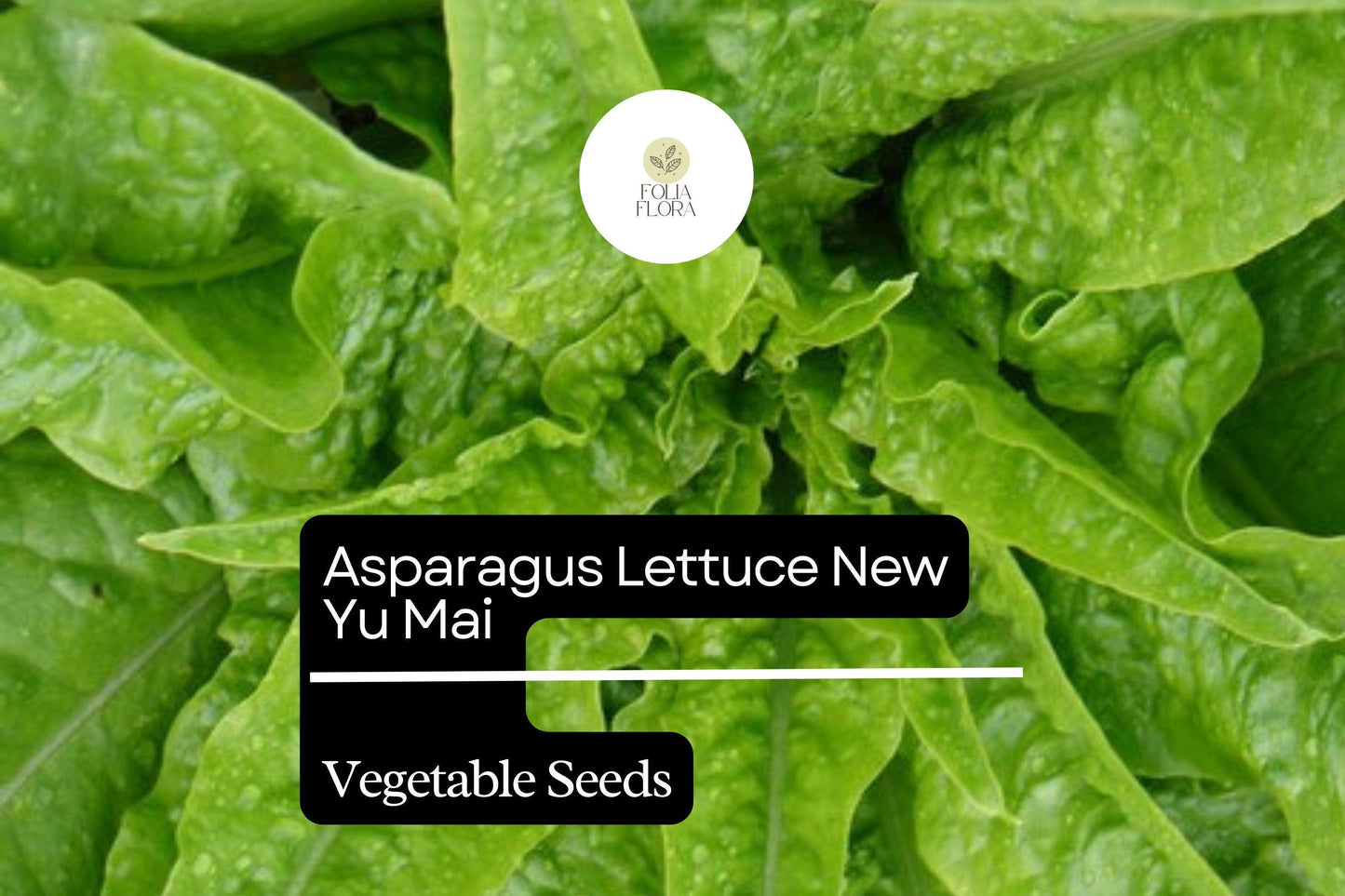 500mg Asparagus Lettuce New Yu Mai Seeds Lactuca sativa for Planting | Heirloom Asian Greens Crisp Stems & Tender Leaves
