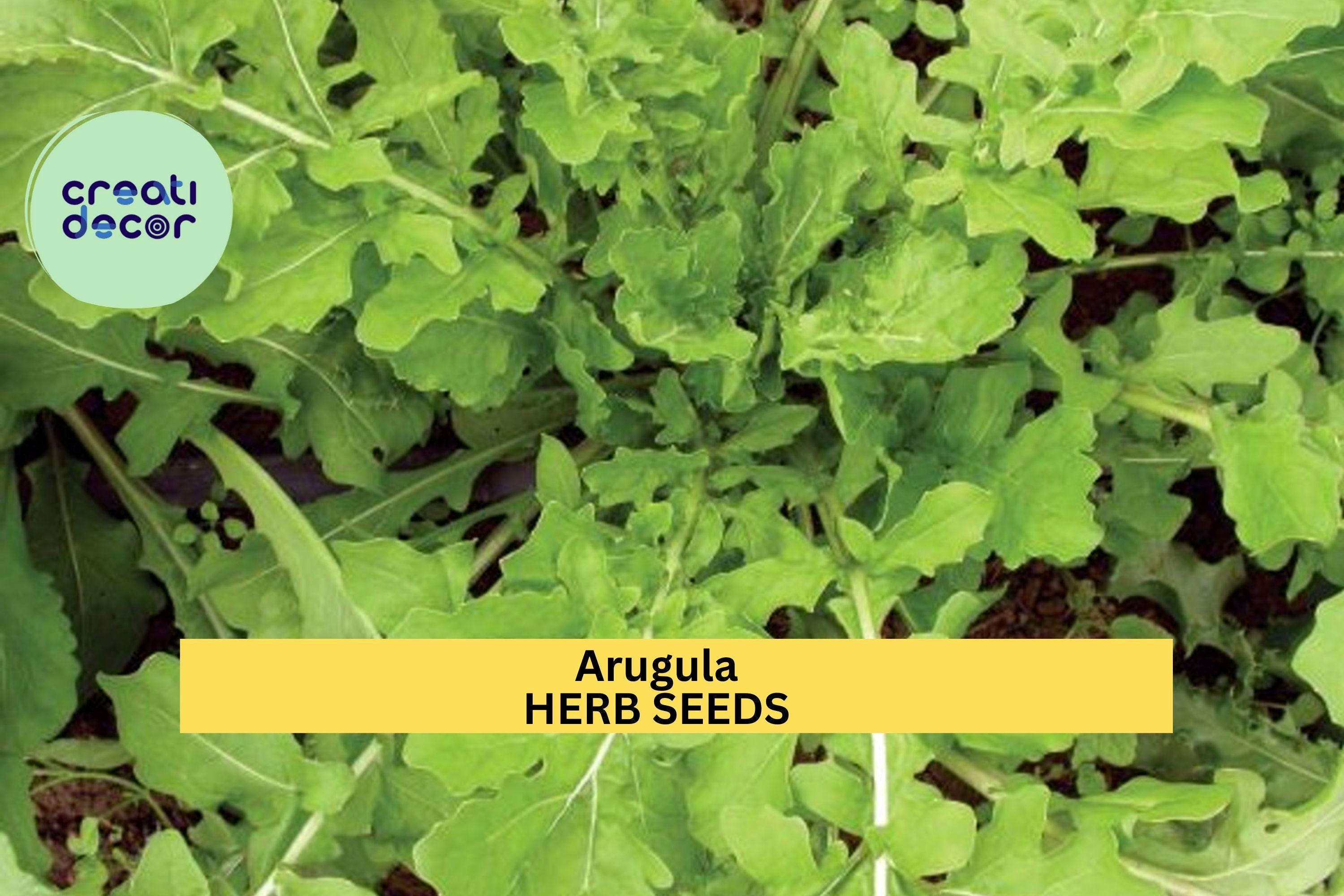 3pcs of 1g Arugula Seeds – Peppery Leafy Greens for Salads, Sandwiches, and Easy Home Garden Vegetable Growing Seeds for Planting