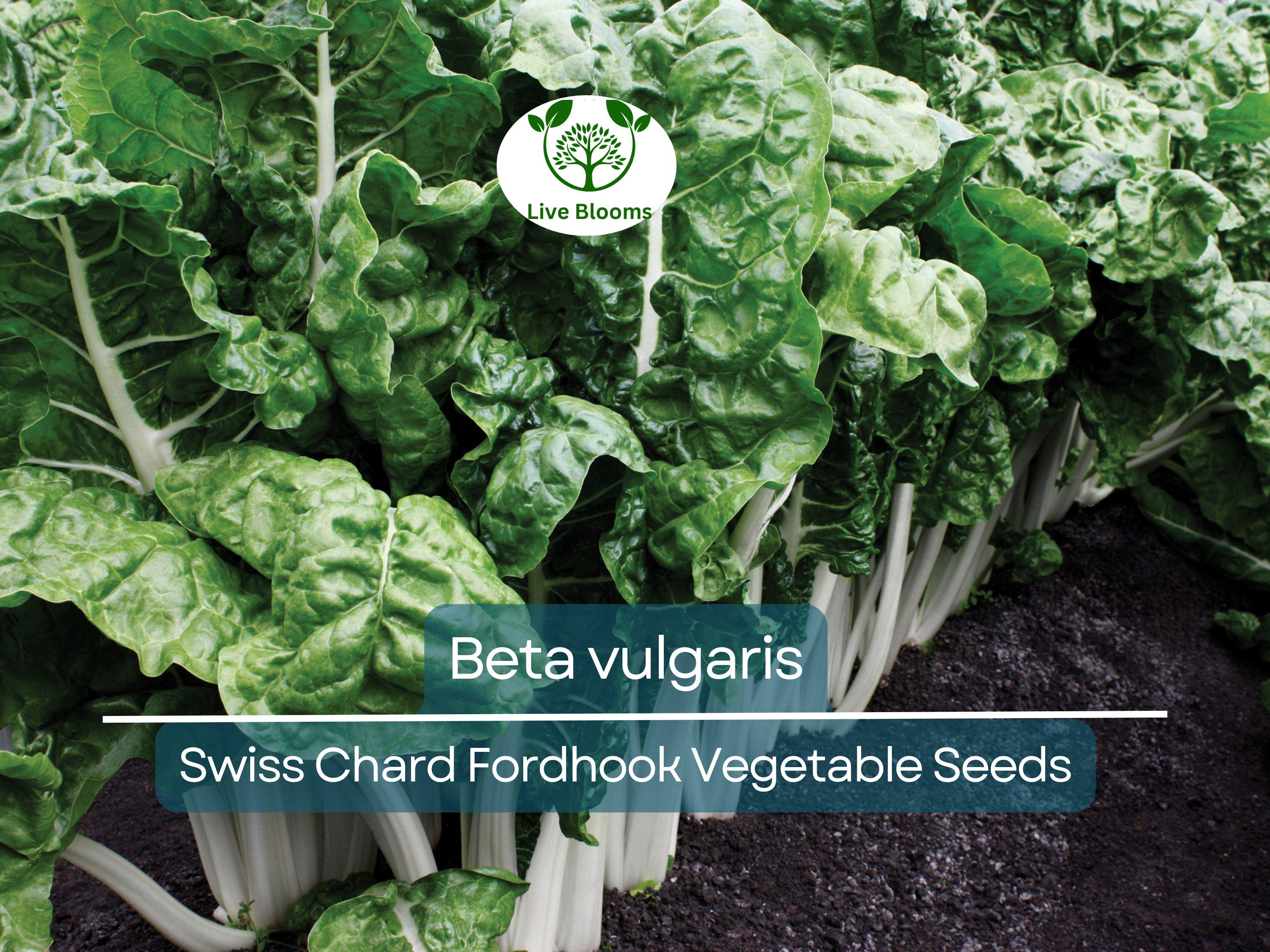 1 Gram Seeds Swiss Chard Fordhook – Beta vulgaris | Heirloom Vegetable for Planting, Nutritious Greens for Gardening