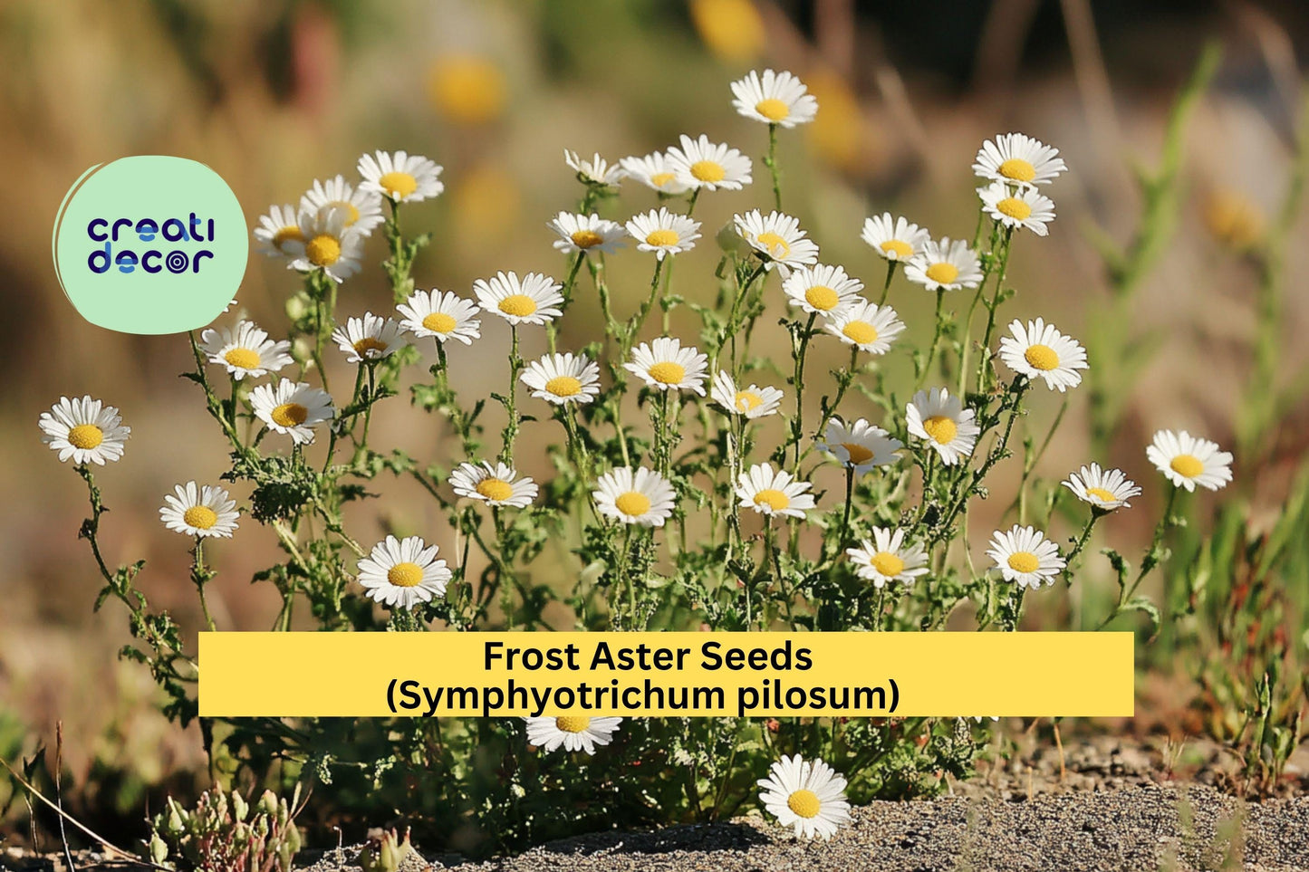 Frost Aster Seeds (Symphyotrichum pilosum) – 100 Seeds – White Native Wildflower for Pollinator, Meadow, and Natural Gardens