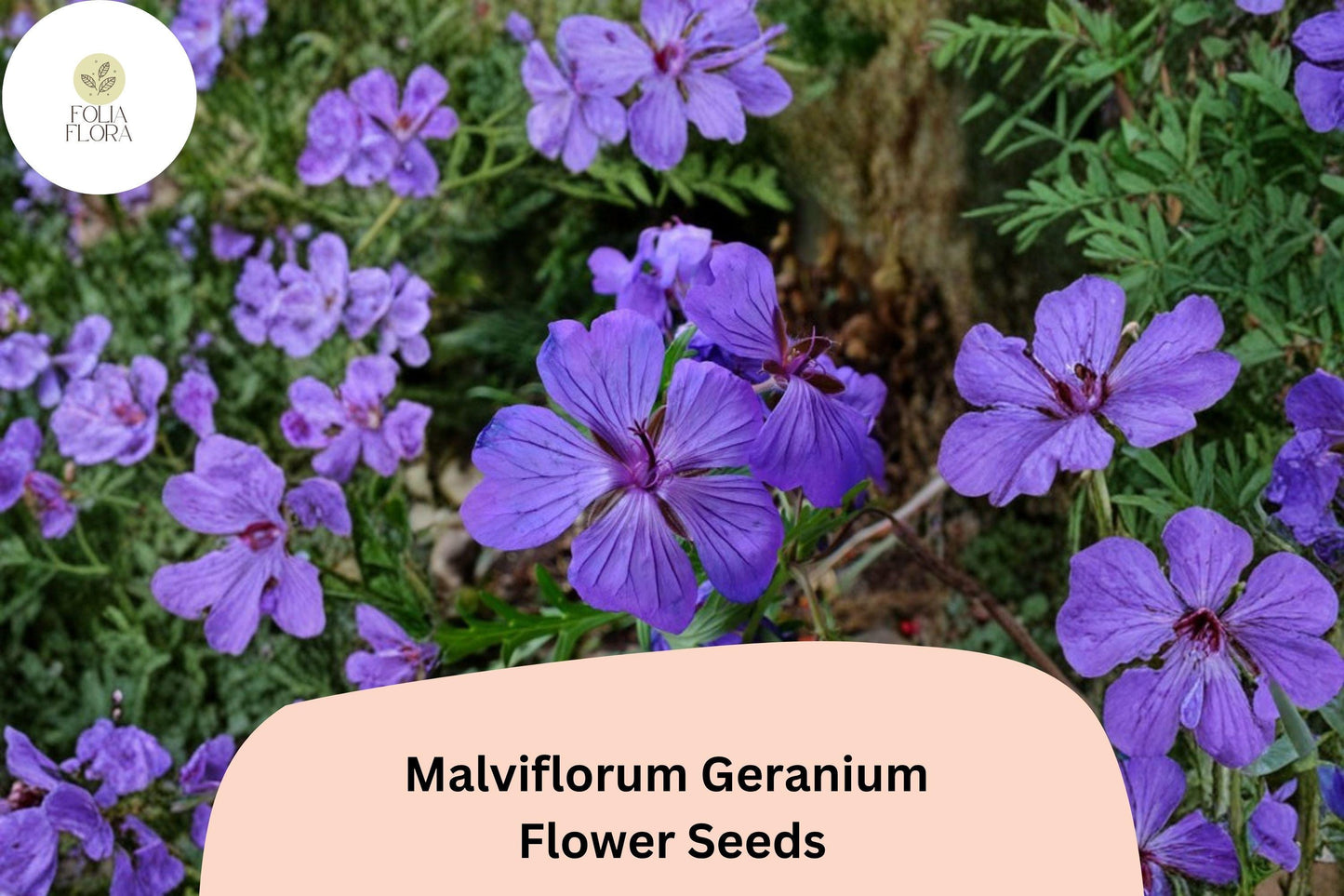 25+ Malviflorum Geranium Seeds for Garden Planting – Purple Flowers, Hardy Perennial