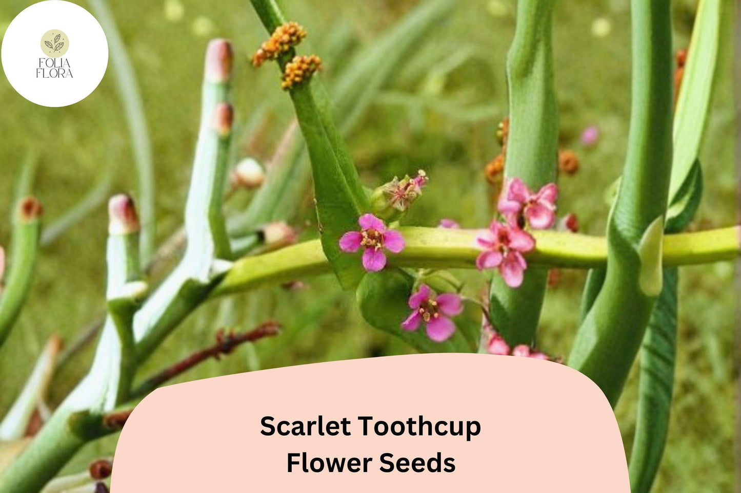 1000 Scarlet Toothcup Seeds | Rotala ramosior | Native Wetland Wildflower