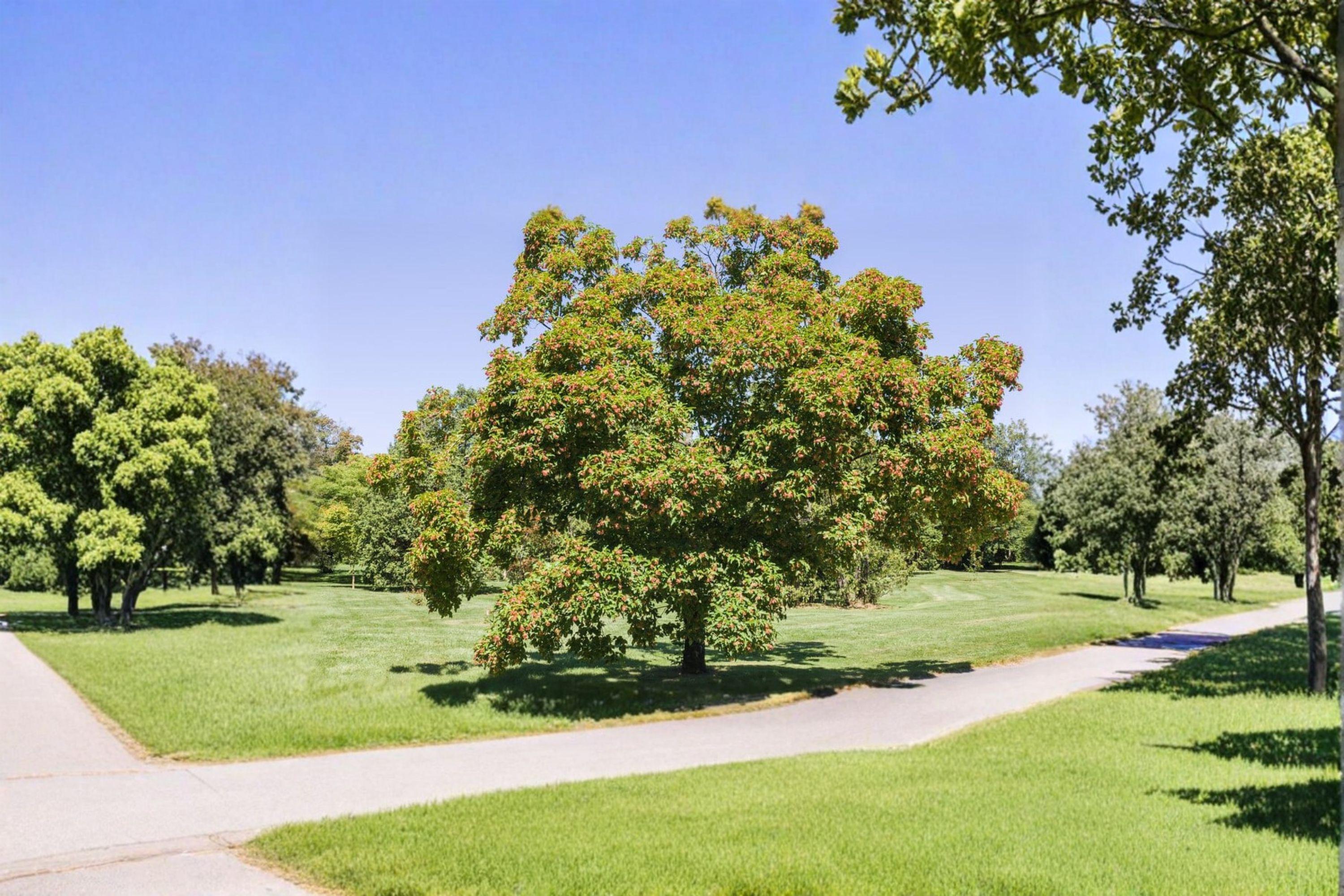 Tatarian Maple – Acer tataricum 10 Seeds | Hardy Ornamental Maple | Compact Tree or Large Shrub | Excellent Fall Color
