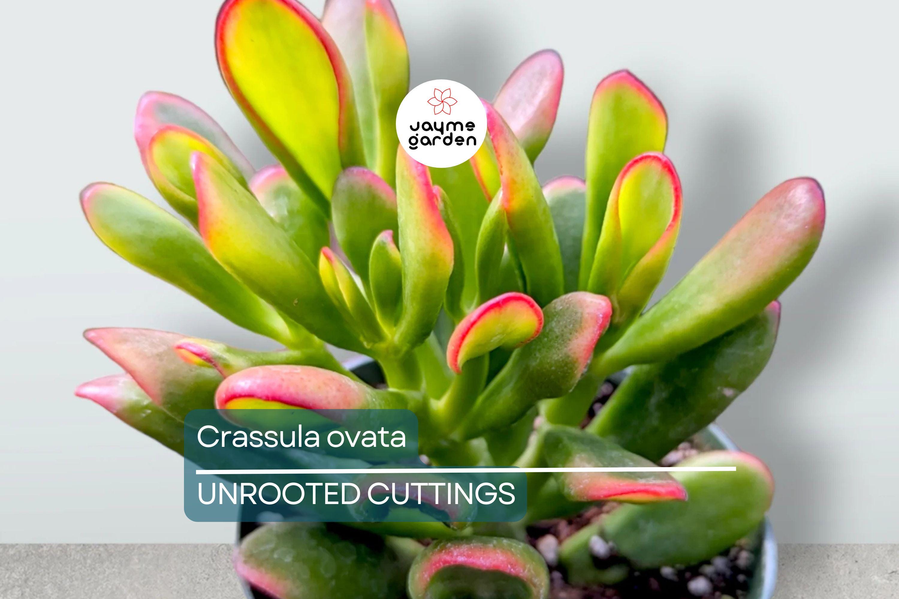 Crassula ovata Jade Plant Cuttings | 2 Unrooted Succulent Cuttings (3-5") | Easy Care Indoor Plant | Lucky Money Tree
