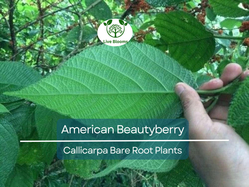1 American Beautyberry – Live Bare Root Plant – Callicarpa americana – Native Shrub with Edible Purple Berries for Wildlife & Garden