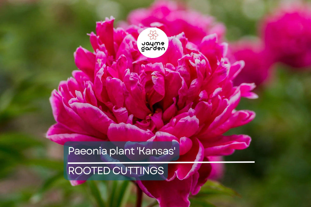 Peony 'Kansas' Bare Roots (3-5 Eyes) - Bright Red Double Blooms, APS Gold Medal Winner, 36" Stems, Easy to Grow