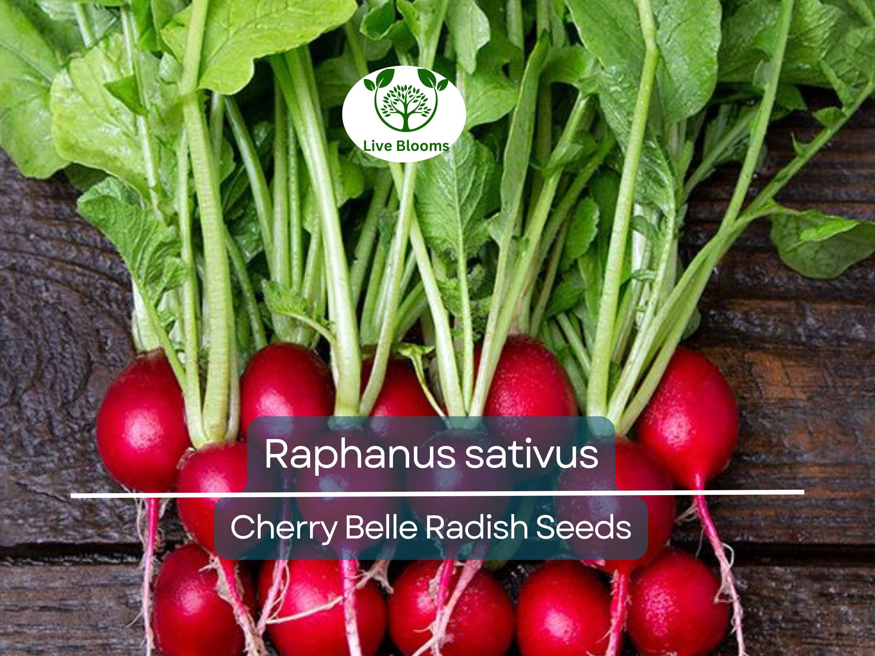 80 Seeds Radish Cherry Belle – Raphanus sativus | Fast-Growing Heirloom Radish Seeds for Planting, Gardening & Crisp Red Harvests